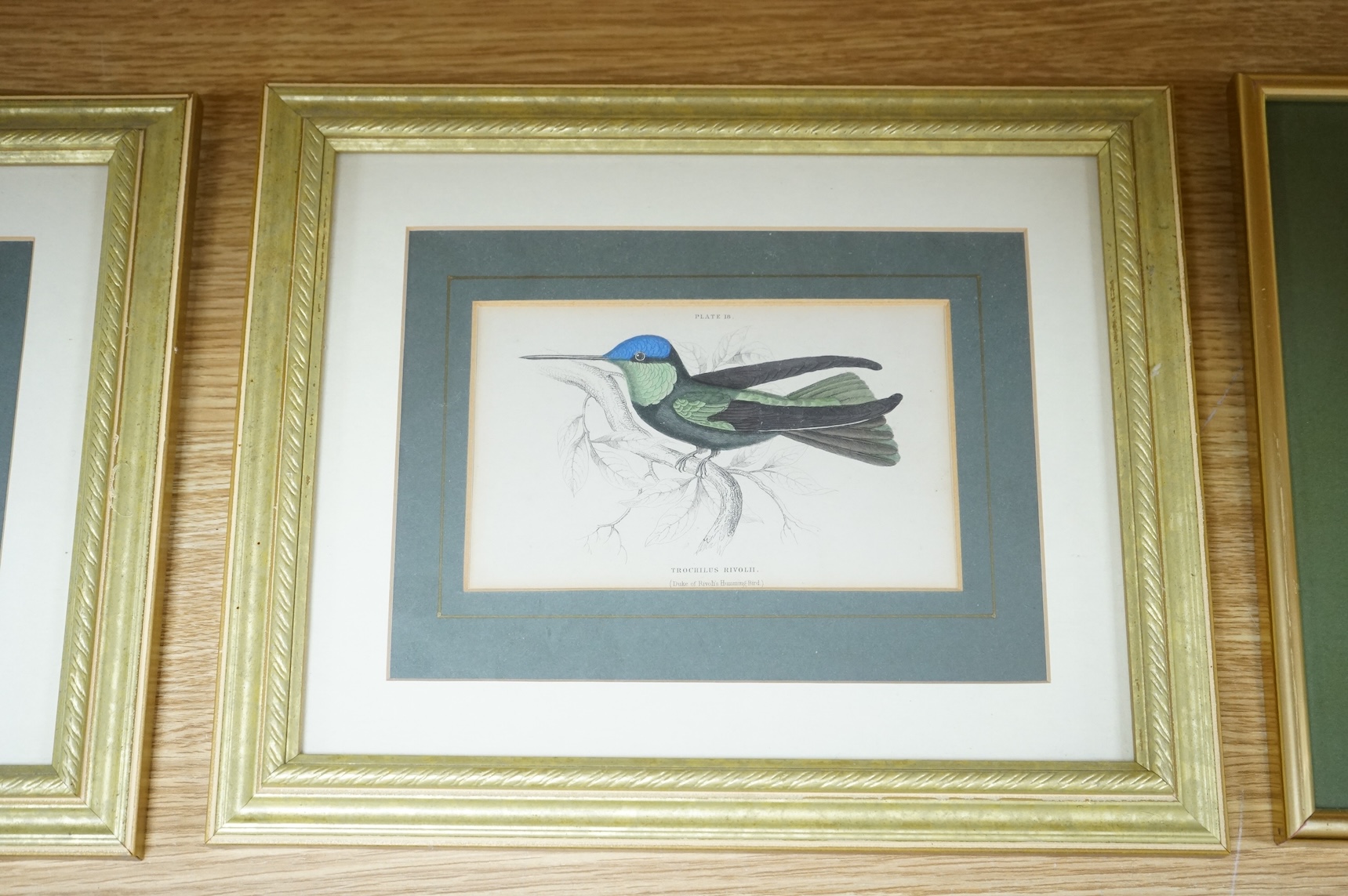 Sir William Jardine (1800-1874), ‘Jardine Hummingbirds’ to include White Striped Hummingbird and Purple Hummingbird, twelve colour plates, 9 x 14cm